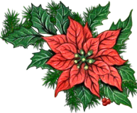 Poinsettia_dhedey.png