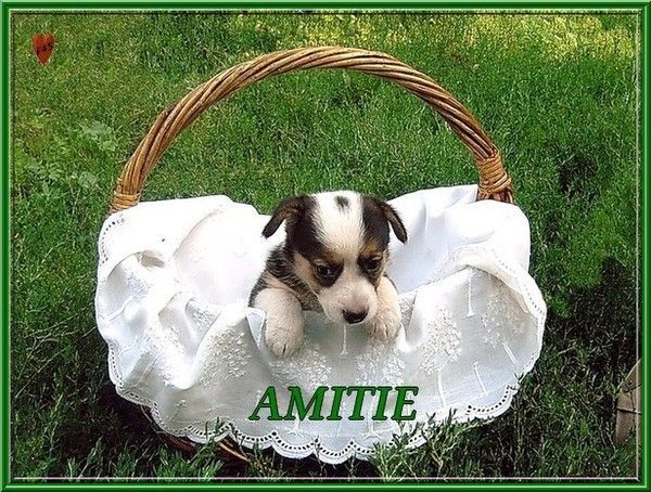 amitié