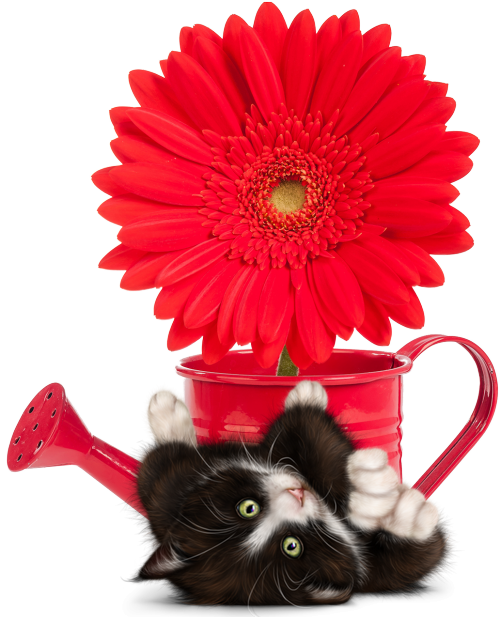 mon tube chat avec fleurs pour vos créas