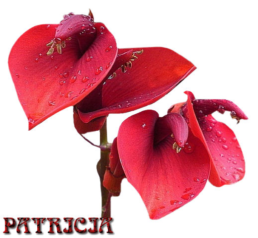 patricia