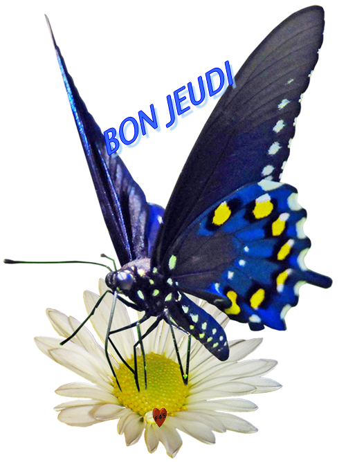 bon jeudi