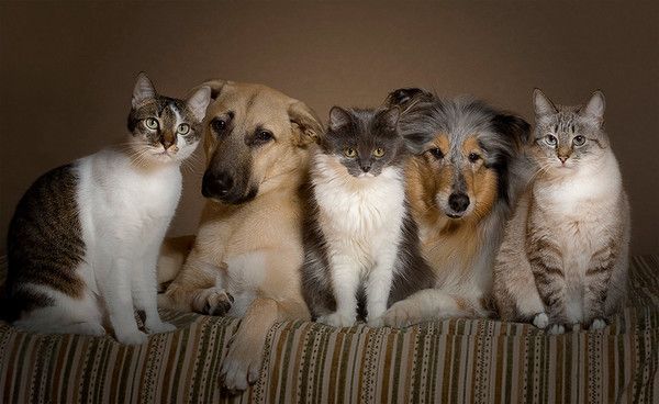 la bande de copains