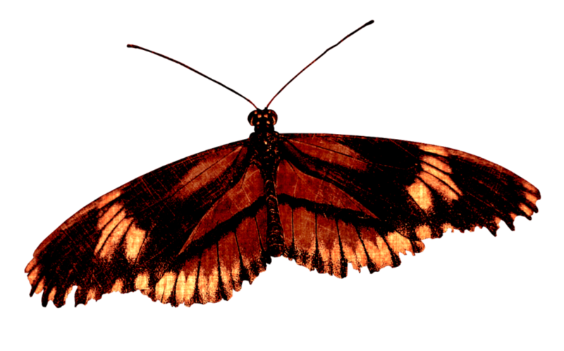 autumn-evening_butterfly.png