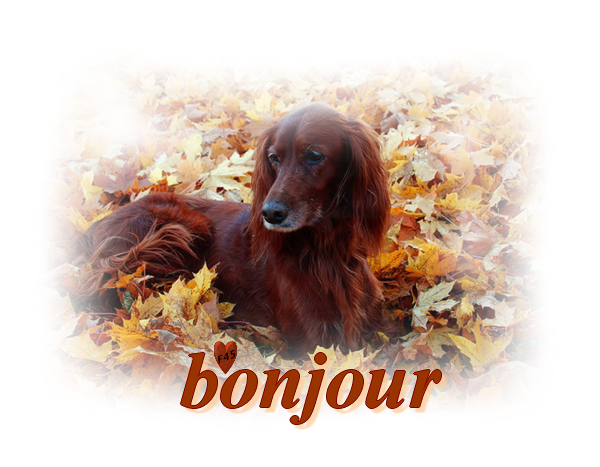 bonjour