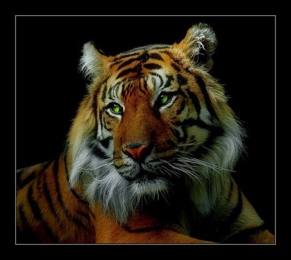 tigre