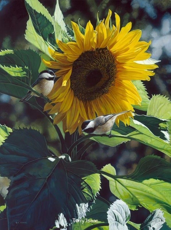 sublime tournesol