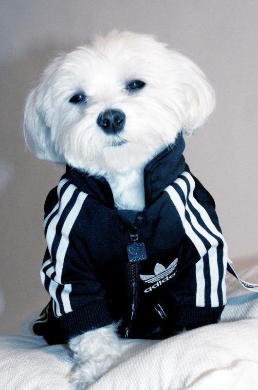 chien en tenue de sport mimi