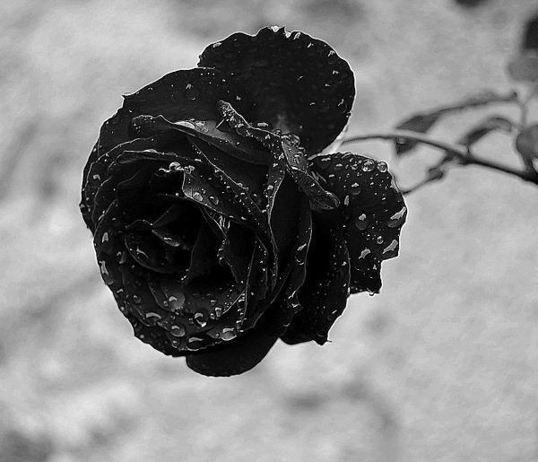 la rose noire 