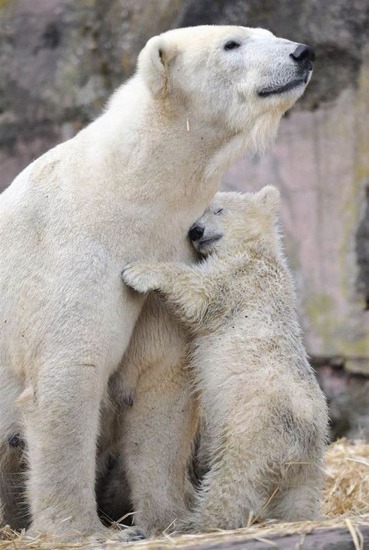 ours blanc