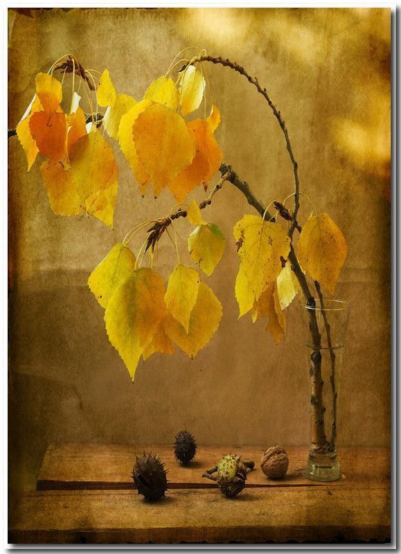 belle image automne