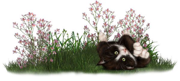 mon tube chat avec fleurs pour vos créas