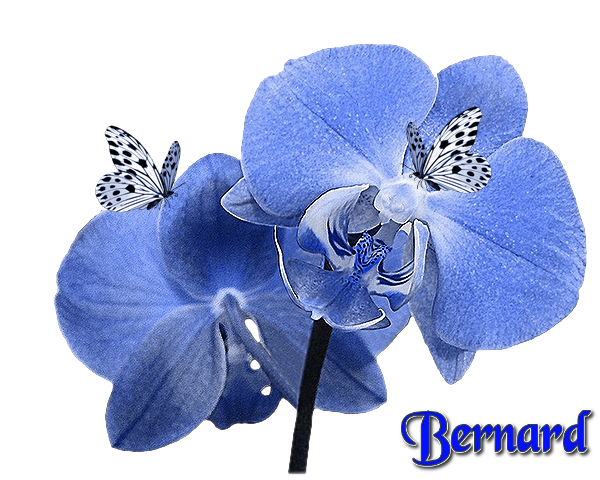 bernard