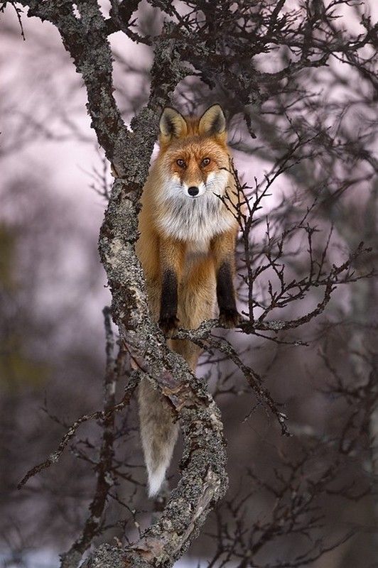 renard