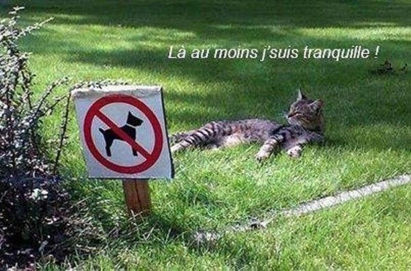 interdit aux chiens lol