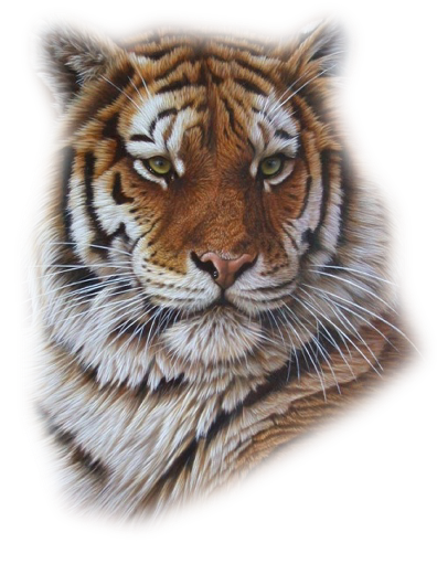 tigre