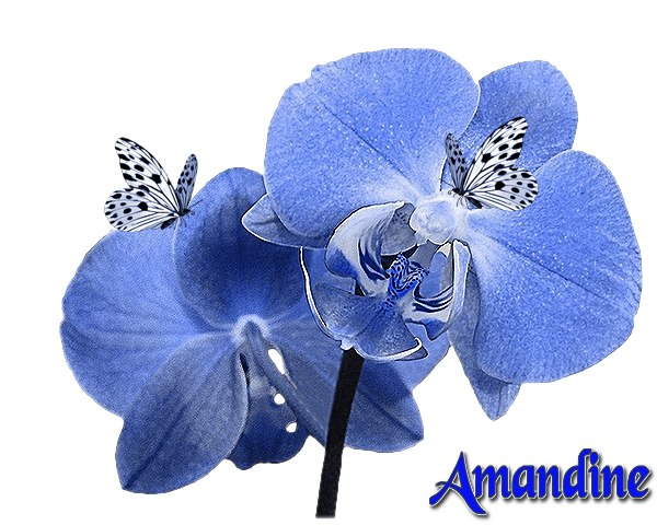 amandine