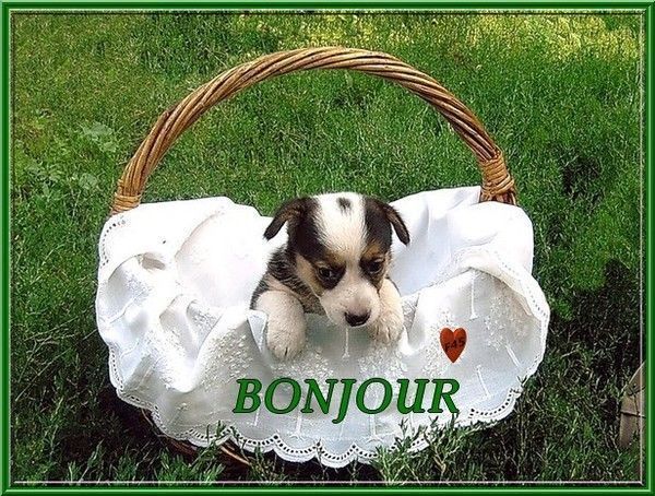 bonjour