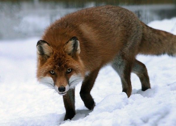 renard