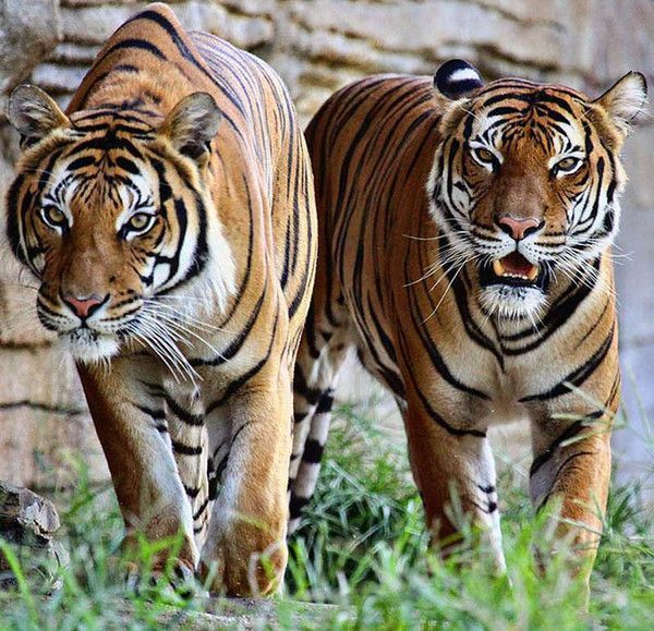 tigre