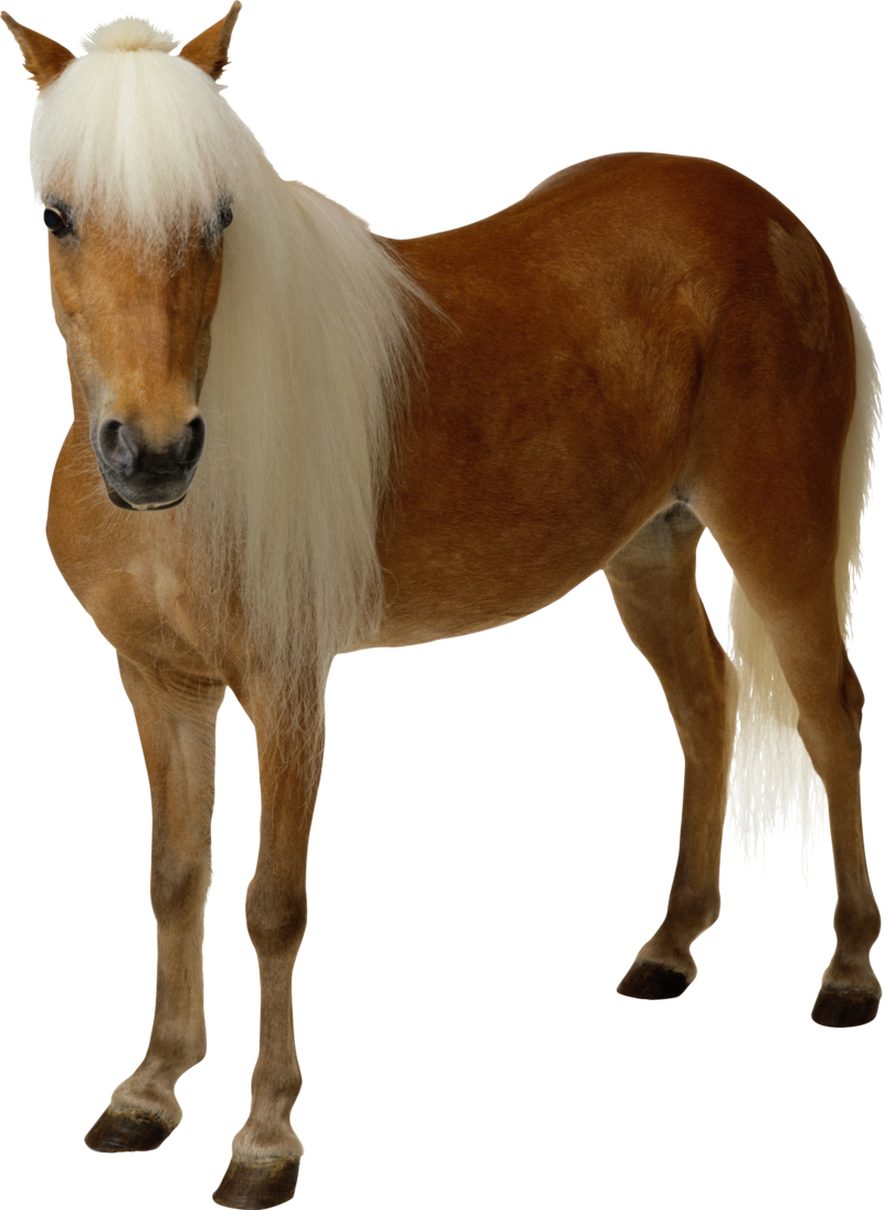 horse_PNG2522.png