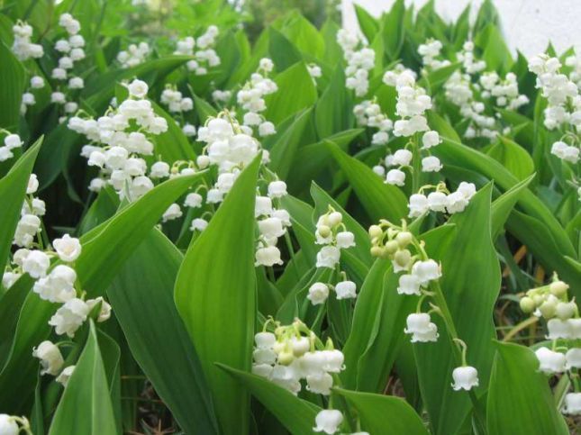 muguet.jpg