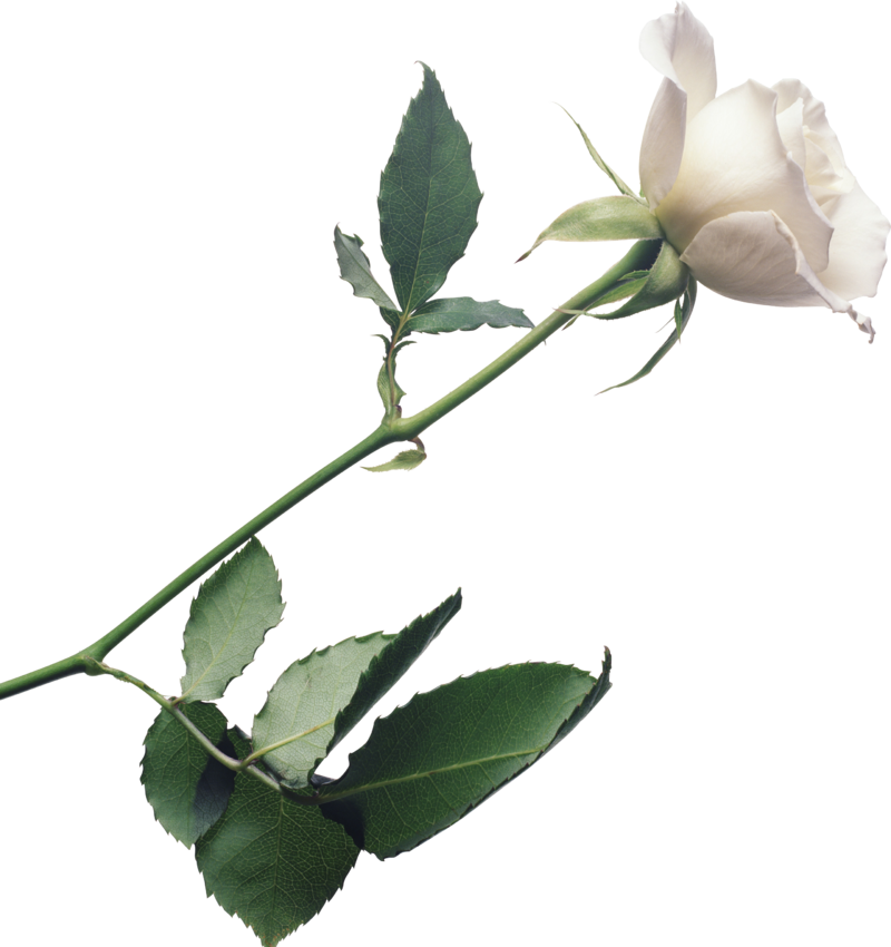 white_roses_PNG2791.png