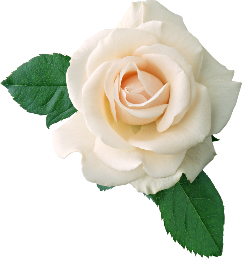 white_roses_PNG2796.png
