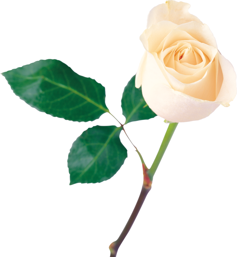 white_roses_PNG4008_1.png