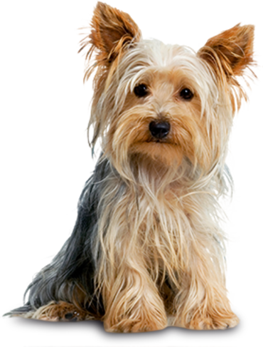 yorkshire_terrier_large.png